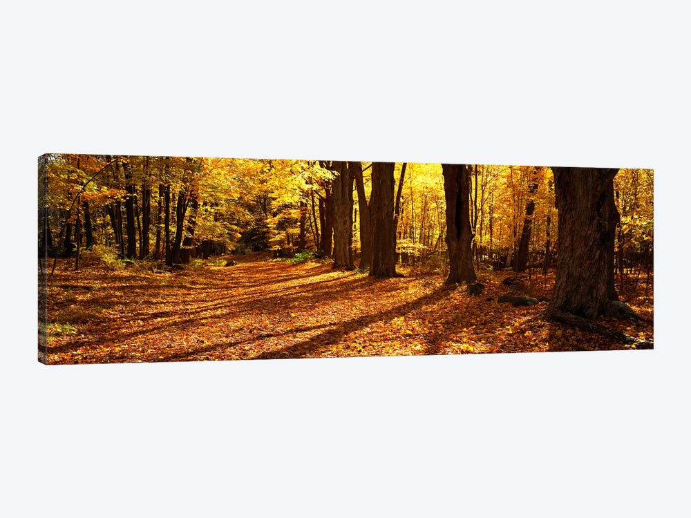 Tree Lined Road, Massachusetts, USA by Panoramic Images 1-piece Art Print