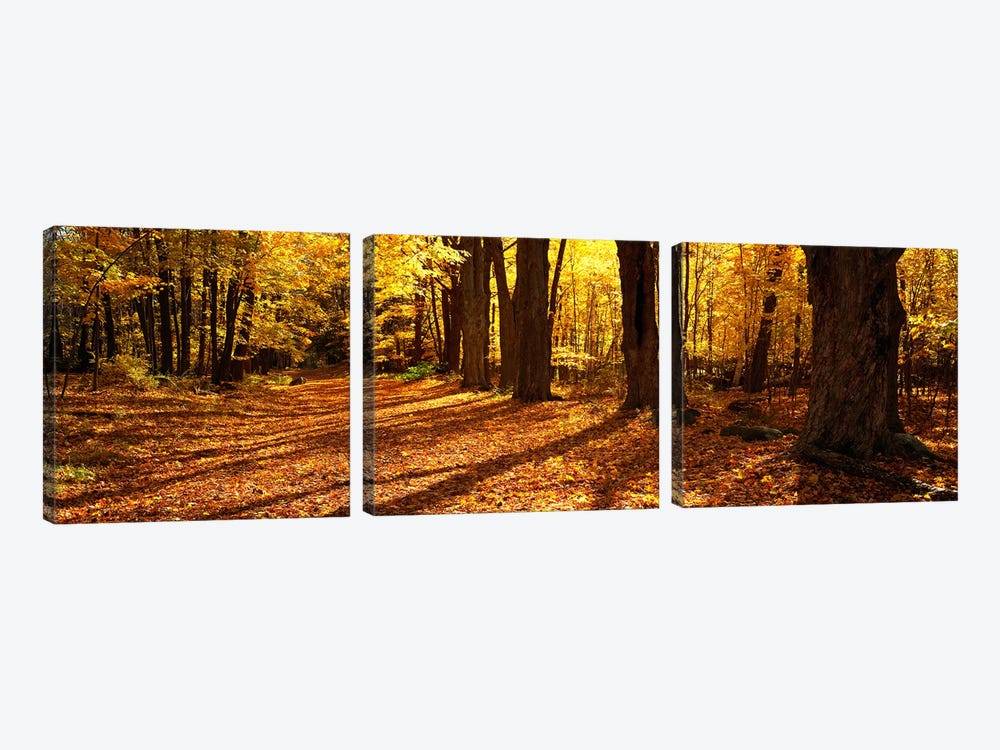 Tree Lined Road, Massachusetts, USA by Panoramic Images 3-piece Canvas Art Print