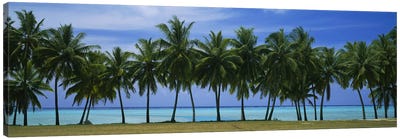 Palms & lagoon Aitutaki Cook Islands Canvas Art Print - Palm Tree Art