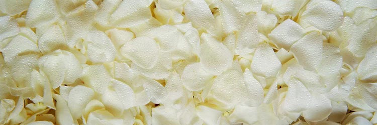 White Rose Petals