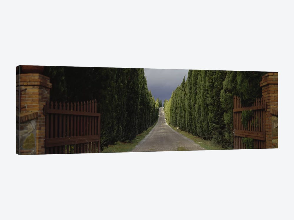 Tree-lined Country Road, Tuscany Region, Italy, by Panoramic Images 1-piece Canvas Print