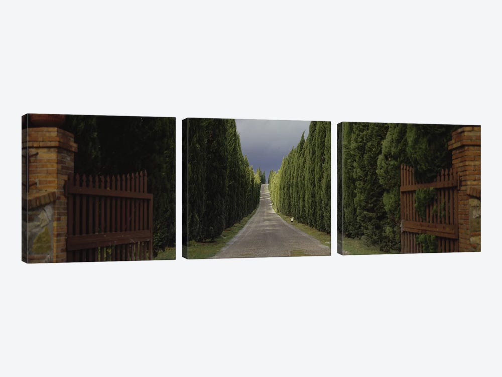 Tree-lined Country Road, Tuscany Region, Italy, by Panoramic Images 3-piece Art Print