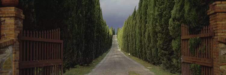 Tree-lined Country Road, Tuscany Region, Italy,