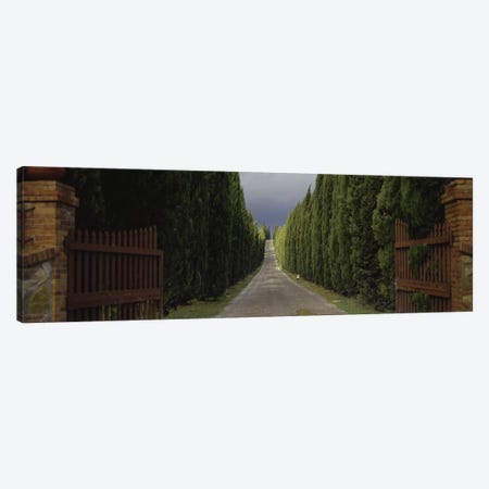 Tree-lined Country Road, Tuscany Region, Italy, Canvas Print #PIM2839} by Panoramic Images Canvas Art