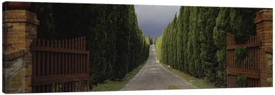 Tree-lined Country Road, Tuscany Region, Italy, Canvas Art Print - Cypress Tree Art