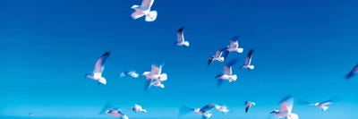 Birds in flight Flagler Beach FL USA by Panoramic Images framed canvas print