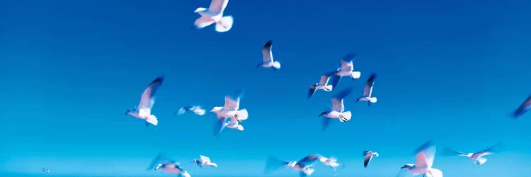 Birds in flight Flagler Beach FL USA