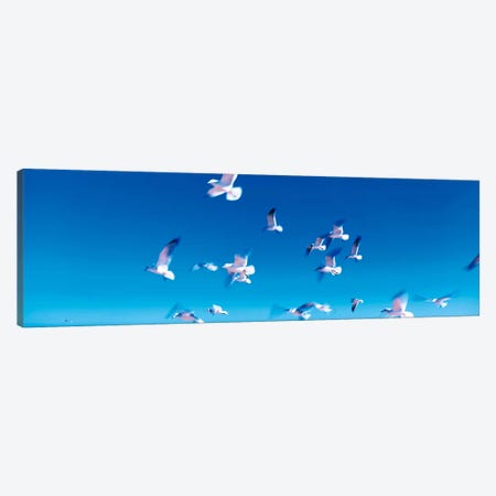 Birds in flight Flagler Beach FL USA Canvas Print #PIM284} by Panoramic Images Art Print