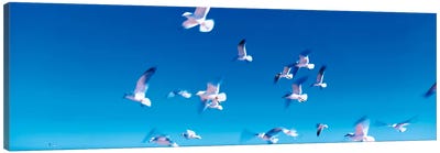 Birds in flight Flagler Beach FL USA Canvas Art Print - Gull & Seagull Art
