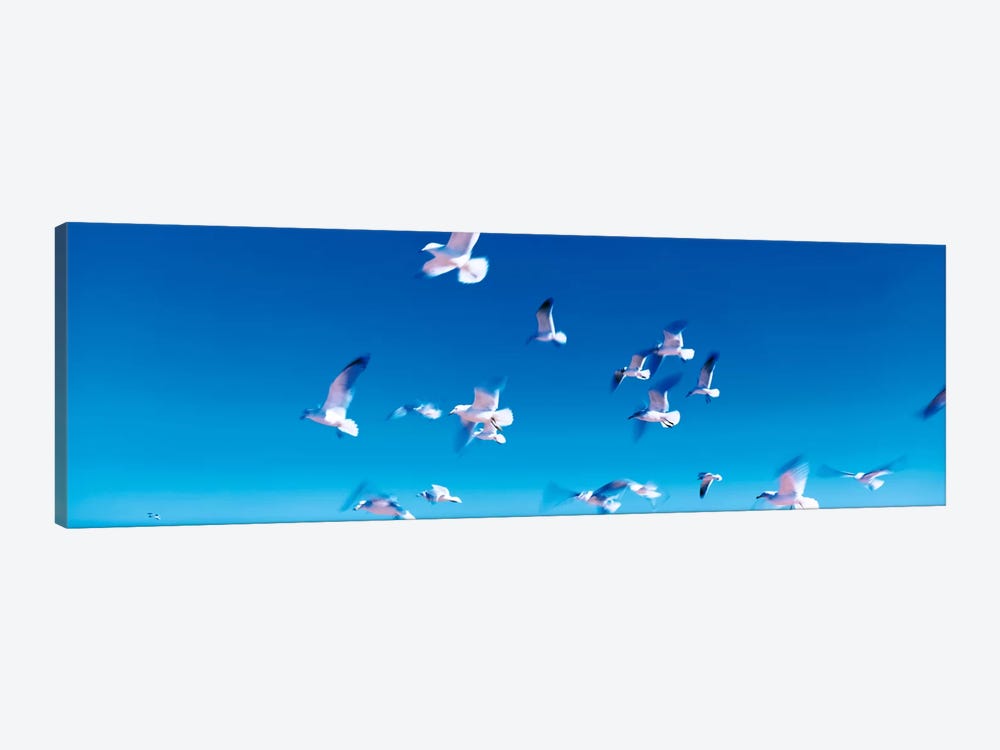 Birds in flight Flagler Beach FL USA by Panoramic Images 1-piece Canvas Art Print