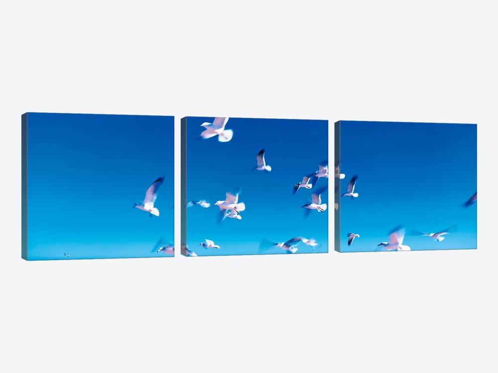 Birds in flight Flagler Beach FL USA by Panoramic Images 3-piece Art Print