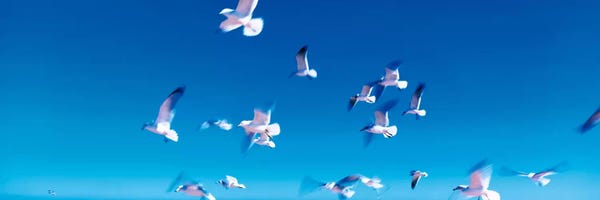 Birds in flight Flagler Beach FL USA