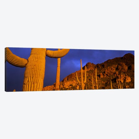 Saguaro CactusTucson, Arizona, USA Canvas Print #PIM2852} by Panoramic Images Canvas Artwork