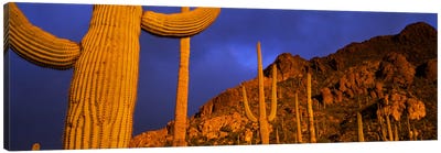 Saguaro CactusTucson, Arizona, USA Canvas Art Print - Desert Landscape Photography