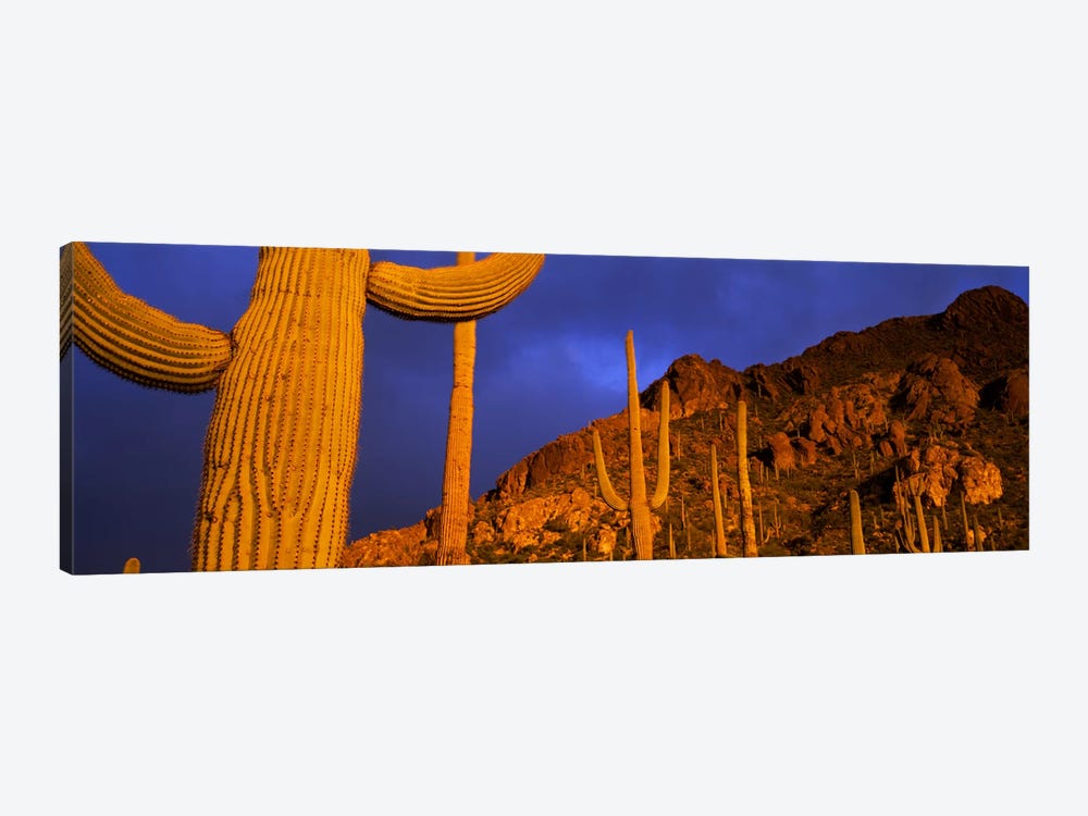 Saguaro CactusTucson, Arizona, USA by Panoramic Images 1-piece Canvas Art