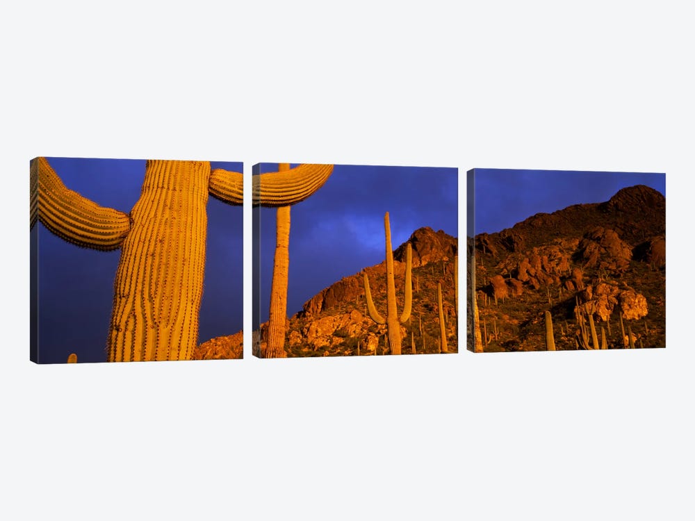 Saguaro CactusTucson, Arizona, USA by Panoramic Images 3-piece Canvas Artwork