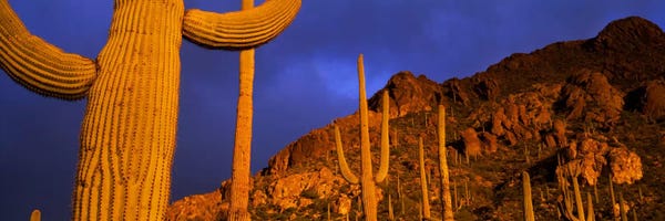 Succulents: Saguaro CactusTucson, Arizona, USA by Panoramic Images