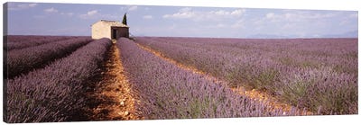 Lone Building In A Lavender Field, Valensole, Provence-Alpes-Cote d'Azur, France Canvas Art Print - Pantone Ultra Violet 2018
