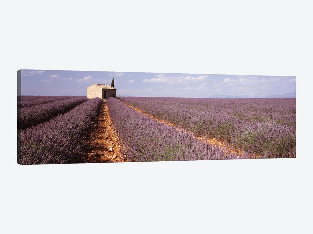 Lone Building In A Lavender Field, Valensole, Provence-Alpes-Cote d'Azur, France by Panoramic Images 1-piece Art Print
