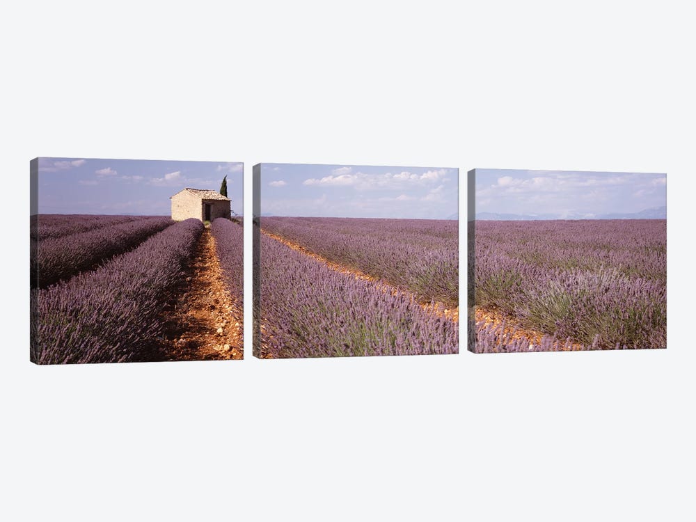 Lone Building In A Lavender Field, Valensole, Provence-Alpes-Cote d'Azur, France by Panoramic Images 3-piece Canvas Art Print