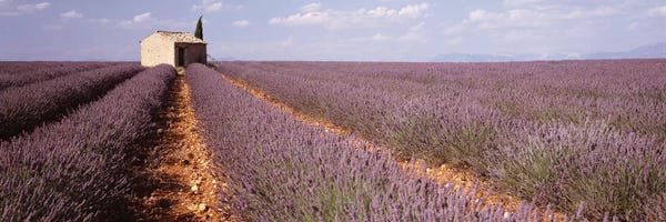 Herbs: Lone Building In A Lavender Field, Valensole, Provence-Alpes-Cote d'Azur, France by Panoramic Images