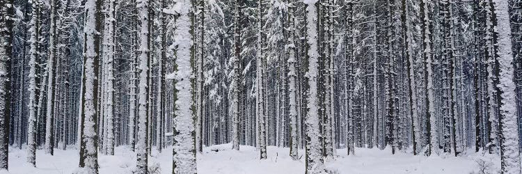 Snow covered trees in a forestAustria