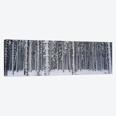 Snow covered trees in a forestAustria Canvas Print #PIM2883} by Panoramic Images Canvas Art Print