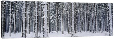 Snow covered trees in a forestAustria Canvas Art Print - Snowscape Art