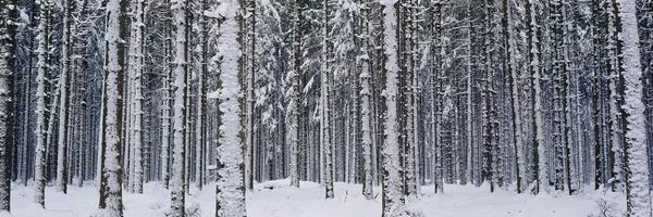 Snow covered trees in a forestAustria