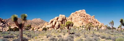 Rock Formation, Joshua Tree National Park, California, USA by Panoramic Images framed canvas print
