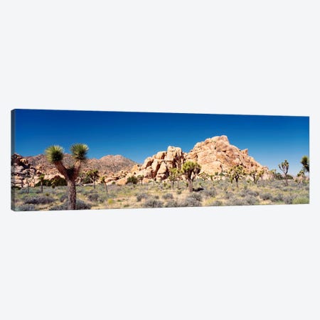 Rock Formation, Joshua Tree National Park, California, USA Canvas Print #PIM290} by Panoramic Images Canvas Art Print