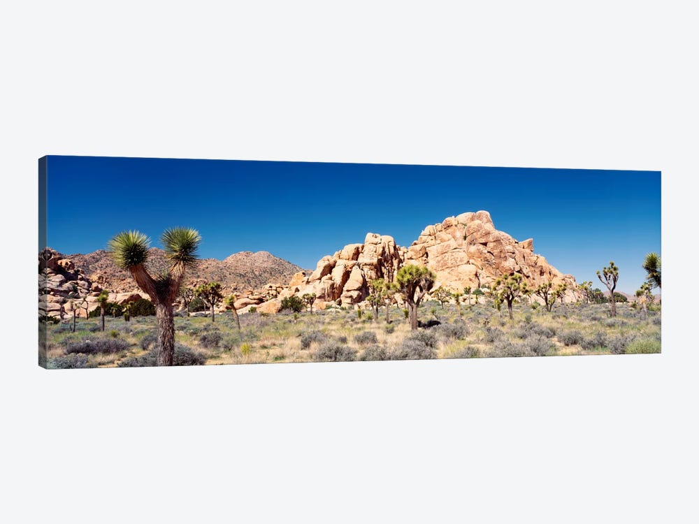 Rock Formation, Joshua Tree National Park, California, USA by Panoramic Images 1-piece Canvas Art