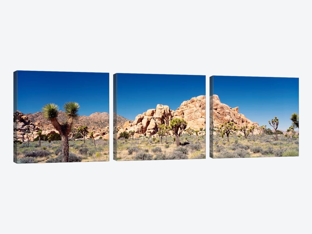Rock Formation, Joshua Tree National Park, California, USA by Panoramic Images 3-piece Canvas Art