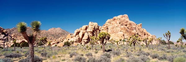Joshua Tree National Park: Rock Formation, Joshua Tree National Park, California, USA by Panoramic Images