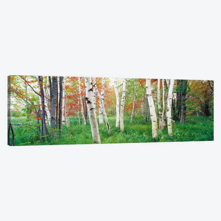 Birch trees in a forestAcadia National Park, Hancock County, Maine, USA Canvas Print #PIM291} by Panoramic Images Art Print