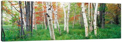 Birch trees in a forestAcadia National Park, Hancock County, Maine, USA Canvas Art Print - Tree Close-Up Art