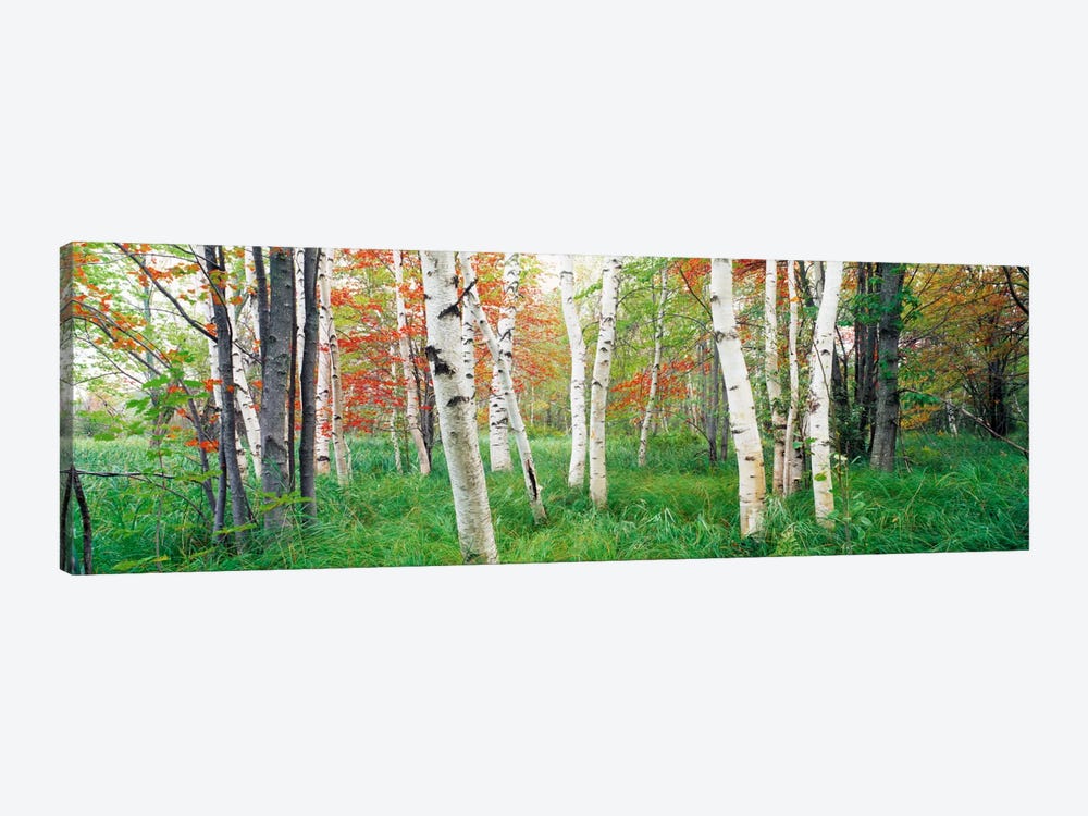 Birch trees in a forestAcadia National Park, Hancock County, Maine, USA by Panoramic Images 1-piece Canvas Art Print