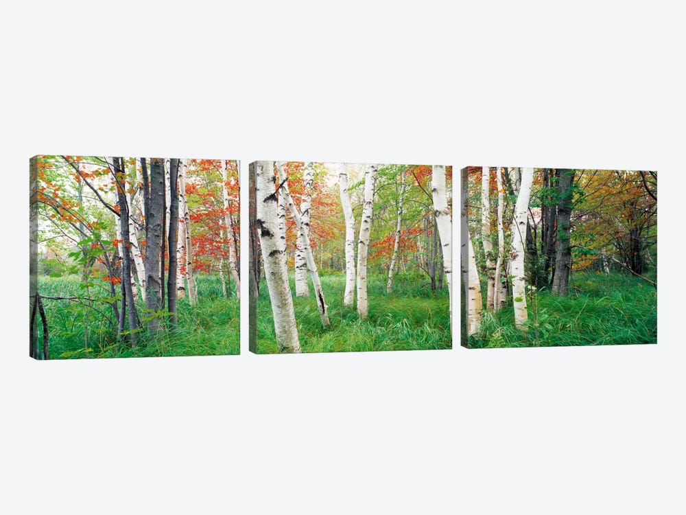 Birch trees in a forestAcadia National Park, Hancock County, Maine, USA by Panoramic Images 3-piece Canvas Print