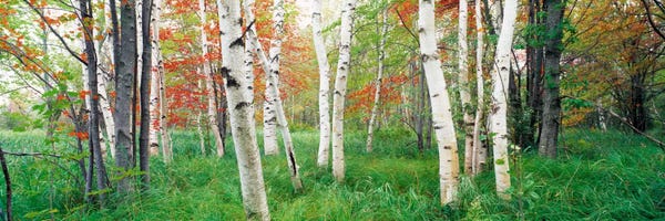 Panoramic Images: Birch trees in a forestAcadia National Park, Hancock County, Maine, USA by Panoramic Images