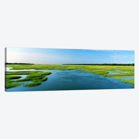 Sea grass in the sea, Atlantic Coast, Jacksonville, Florida, USA Canvas Print #PIM292} by Panoramic Images Canvas Print
