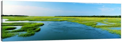 Sea grass in the sea, Atlantic Coast, Jacksonville, Florida, USA Canvas Art Print - Marsh & Swamp Art