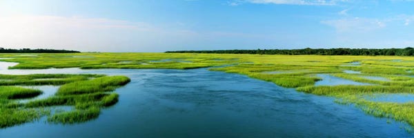Panoramic Images: Sea grass in the sea, Atlantic Coast, Jacksonville, Florida, USA by Panoramic Images
