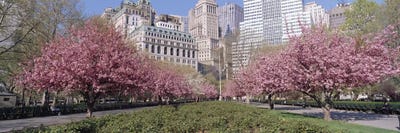Cherry Trees, Battery Park, New York City, New York, USA by Panoramic Images framed canvas print