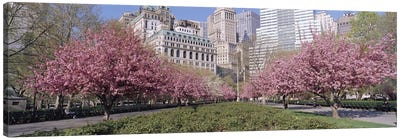 Cherry Trees, Battery Park, New York City, New York, USA Canvas Art Print - Cherry Tree Art