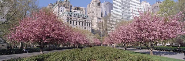 Cherry Trees: Cherry Trees, Battery Park, New York City, New York, USA by Panoramic Images