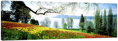 Flowers Near The Shoreline, Mainau (Flower Island), Germany Canvas Art Print - Germany Art