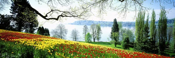 Spring: Flowers Near The Shoreline, Mainau (Flower Island), Germany by Panoramic Images