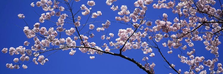 Cherry Blossoms Washington DC USA