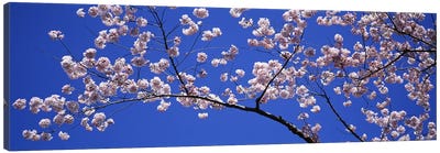 Cherry Blossoms Washington DC USA Canvas Art Print - Nature Panoramics