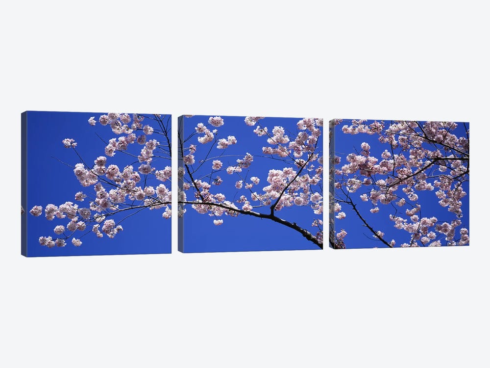 Cherry Blossoms Washington DC USA by Panoramic Images 3-piece Canvas Wall Art